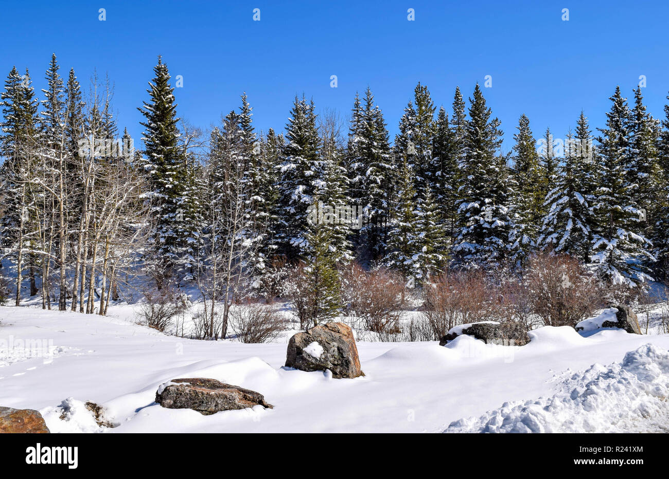 Sibbald trail Banque D'Images