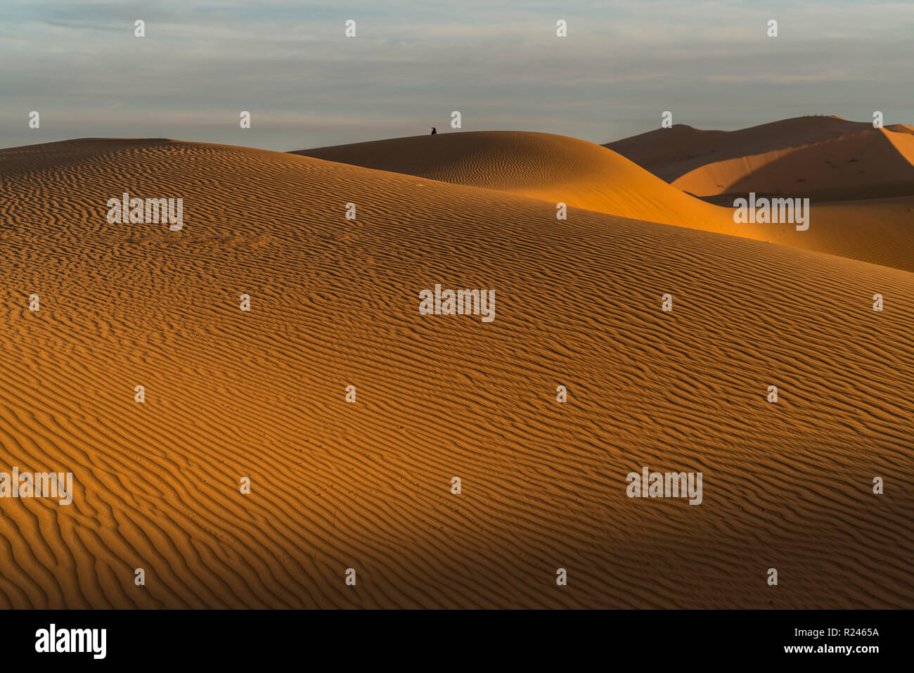 Sand dünen bei der Sahara Ancien Wüste, Merzouga, Maroc | dunes de sable dans le désert du Sahara, près de Merzouga, Royaume du Maroc, l'Afrique Banque D'Images