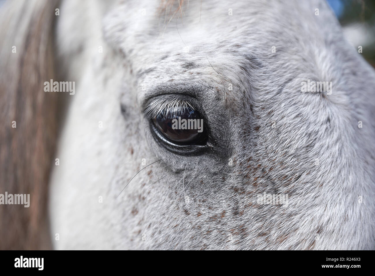 Détails des yeux de près d'un cheval blanc Banque D'Images