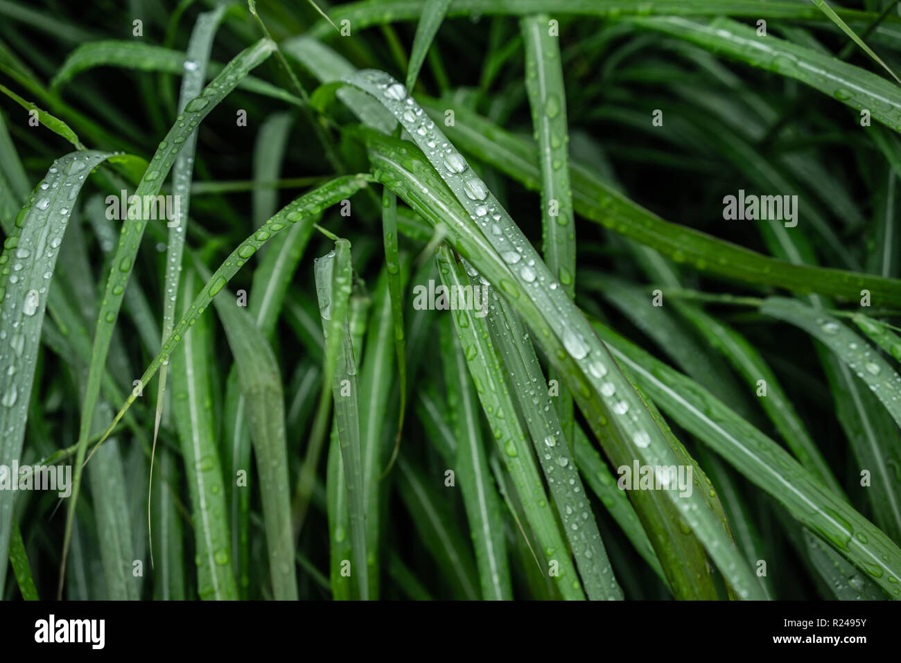 La pluie, la nature, la vie. Banque D'Images