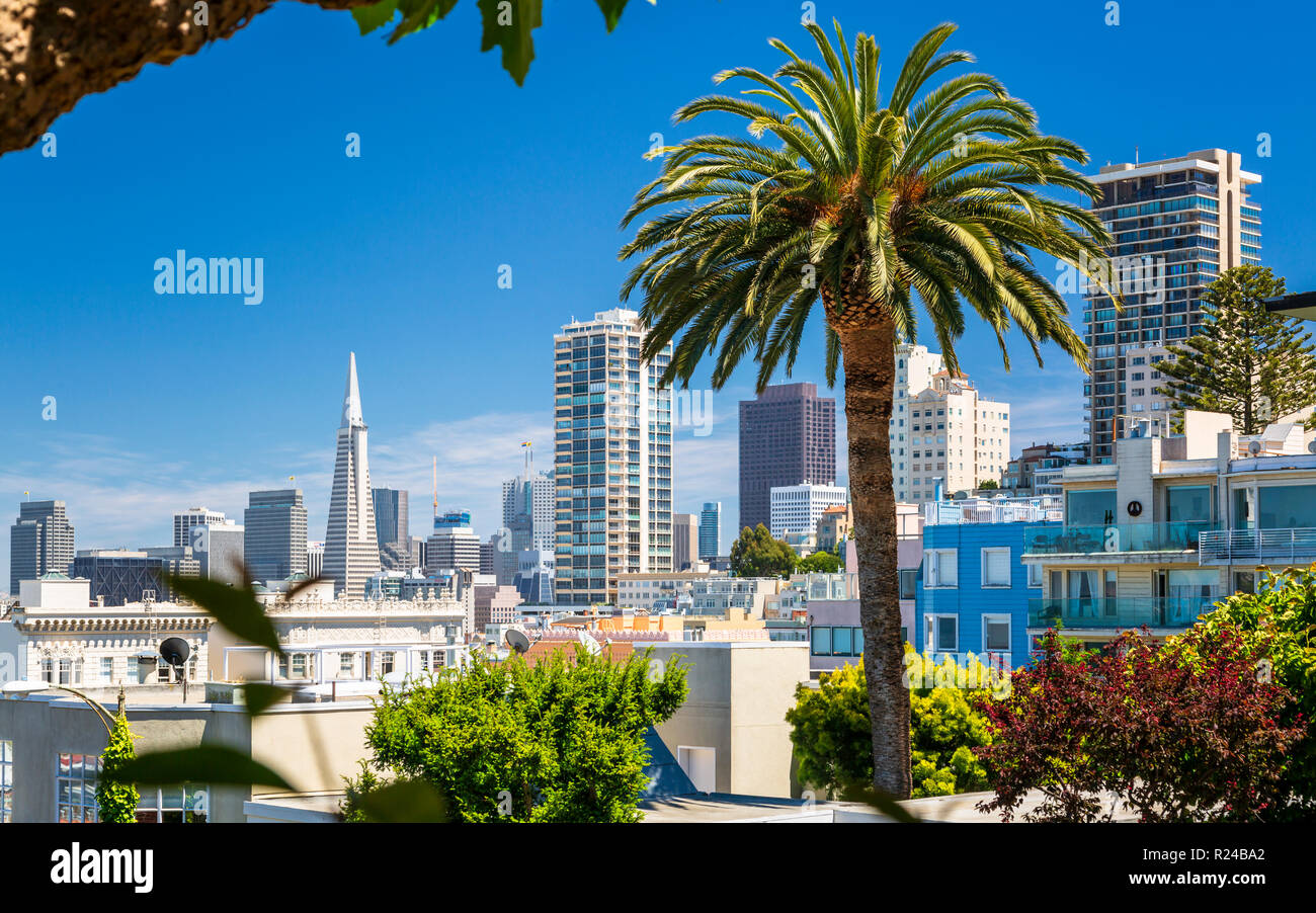 Le centre-ville de San Francisco avec la Transamerica Pyramid et immense palmier, San Francisco, Californie, États-Unis d'Amérique, Amérique du Nord Banque D'Images