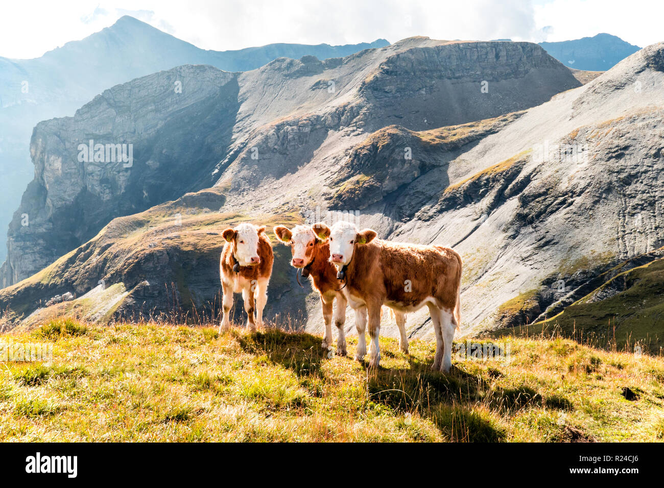 Les jeunes veaux sur un alpage dans les montagnes suisses, Suisse Banque D'Images