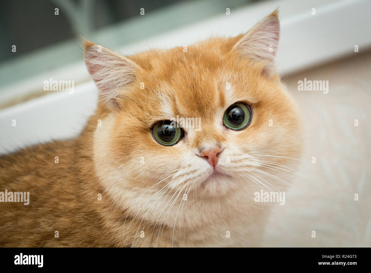 British Shorthair Cat Golden Banque De Photographies Et D Images A Haute Resolution Alamy