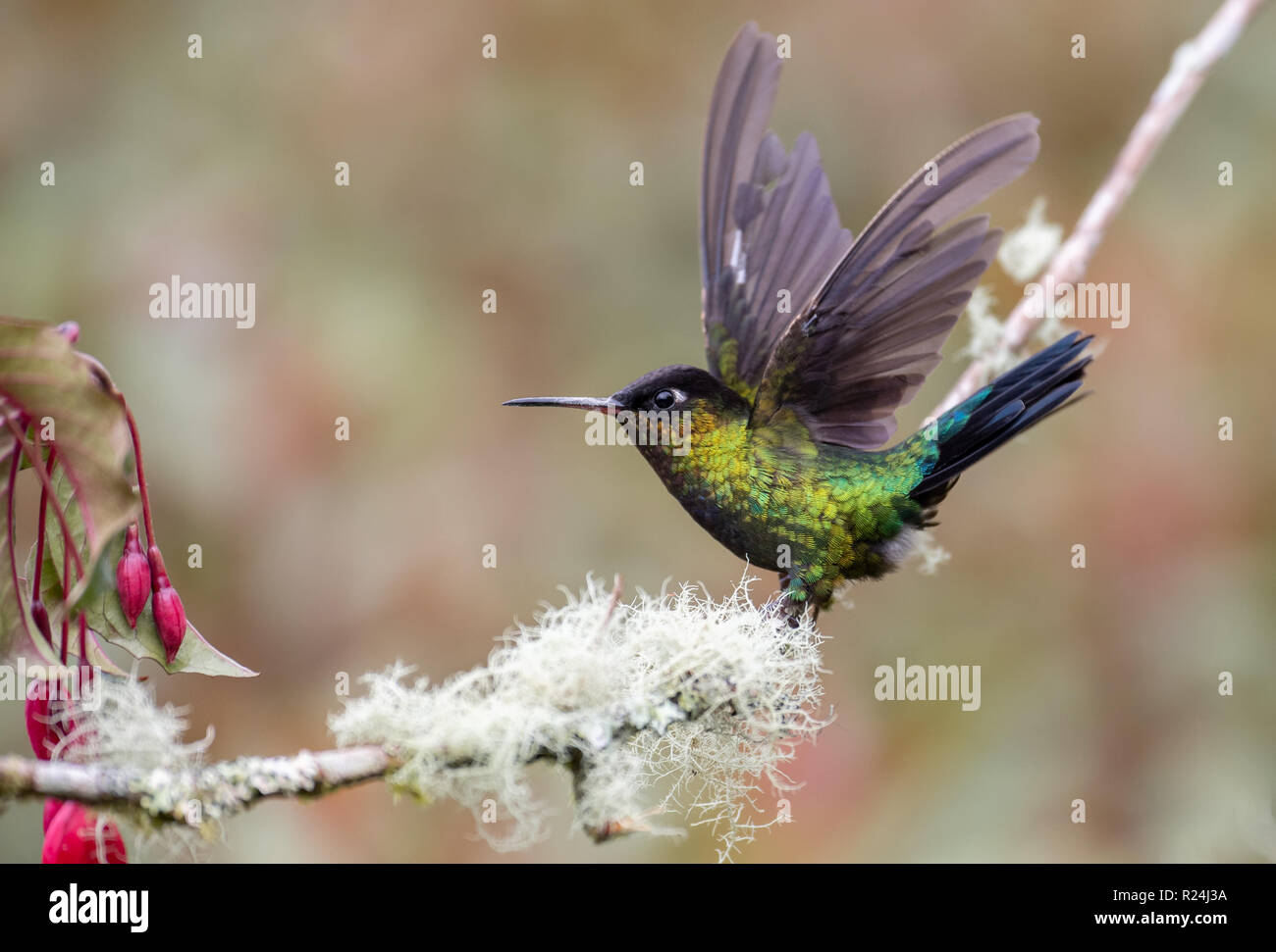 Hummingbird au Costa Rica Banque D'Images