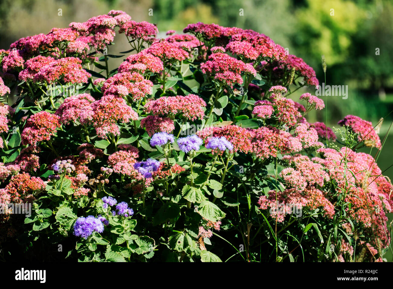 Floraison abondante de bush (Hylotelephium spectabile orpin voyantes) Banque D'Images