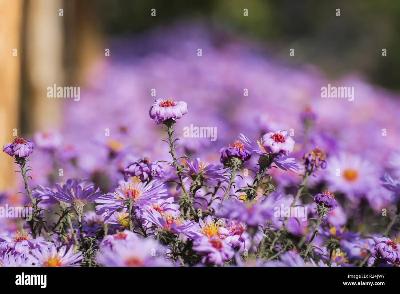 New York violet aster. De type Marguerite avec centres d'or (Symphyotrichum novi-belgii) Banque D'Images