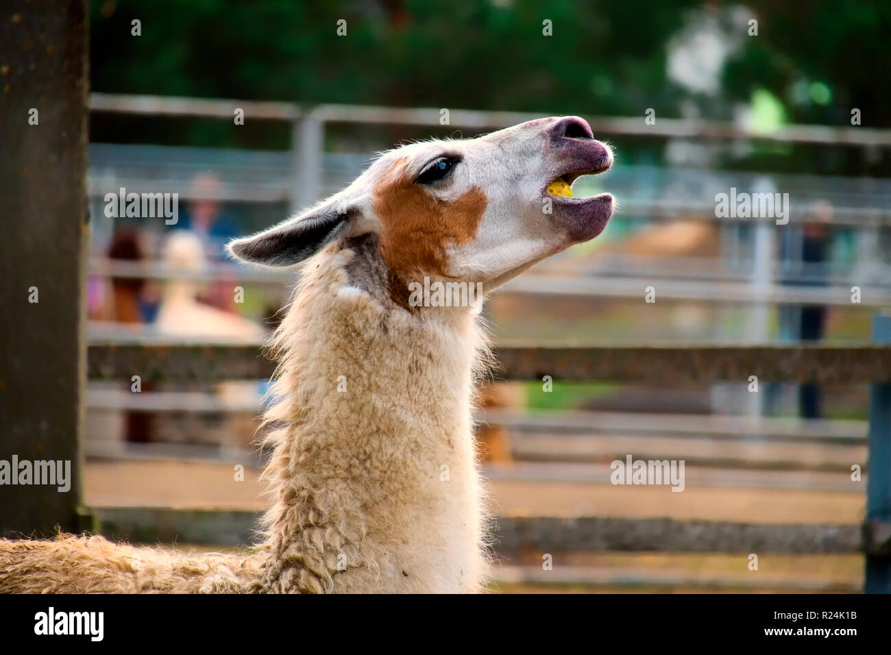 Lama avale la pomme entière (Lama glama) Banque D'Images