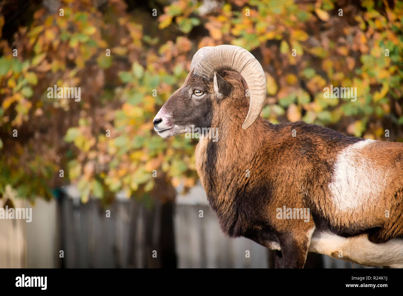 Leader du troupeau de mouflons sur ordre de garde (Ovis orientalis musimon) Banque D'Images