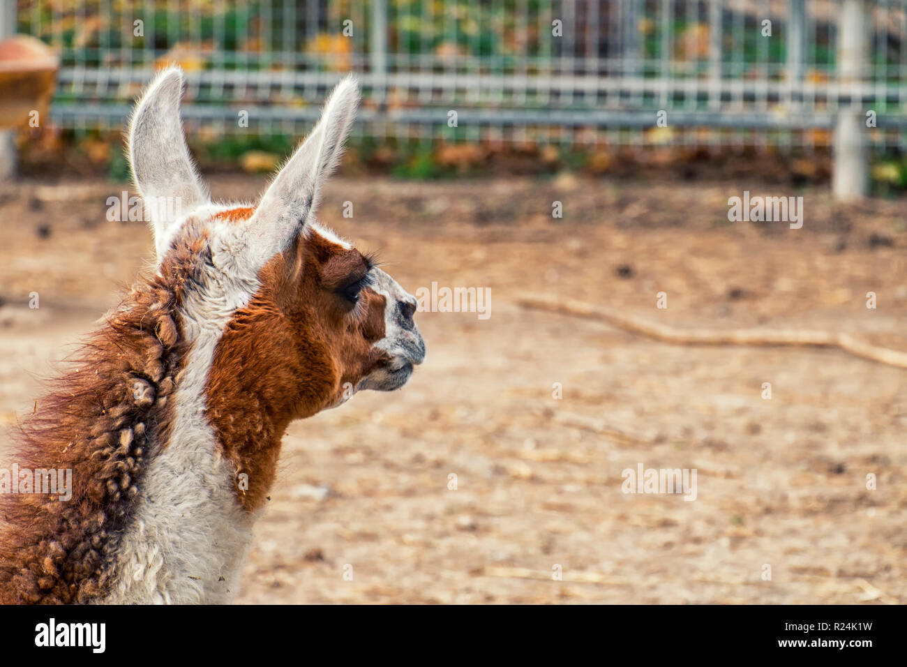 Llama ressemble dans la distance. Vue arrière de la tête de lama (Lama glama) Banque D'Images