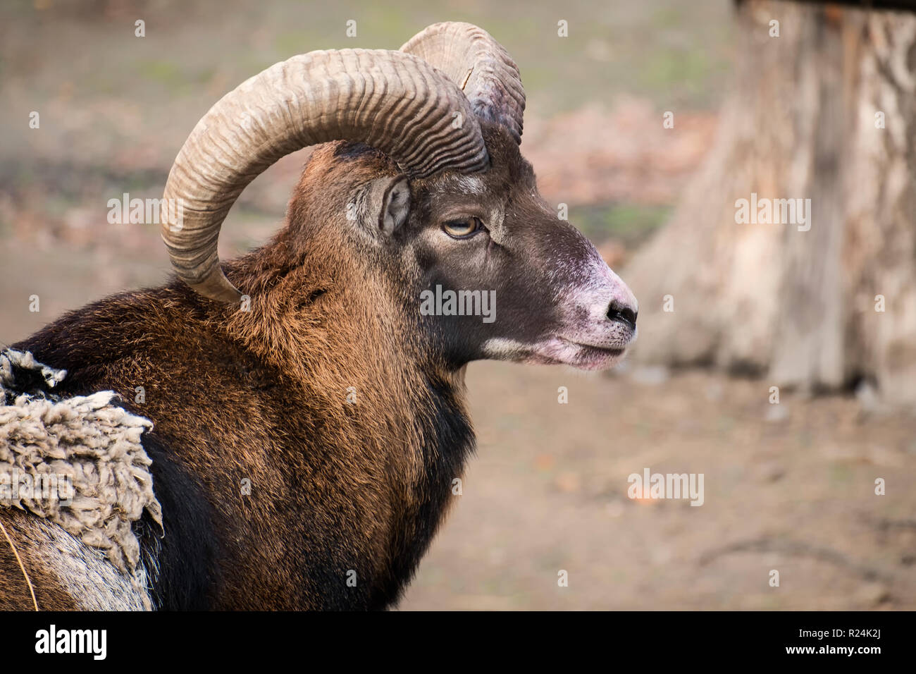 Portrait of a European mouflon (Ovis orientalis musimon) Banque D'Images