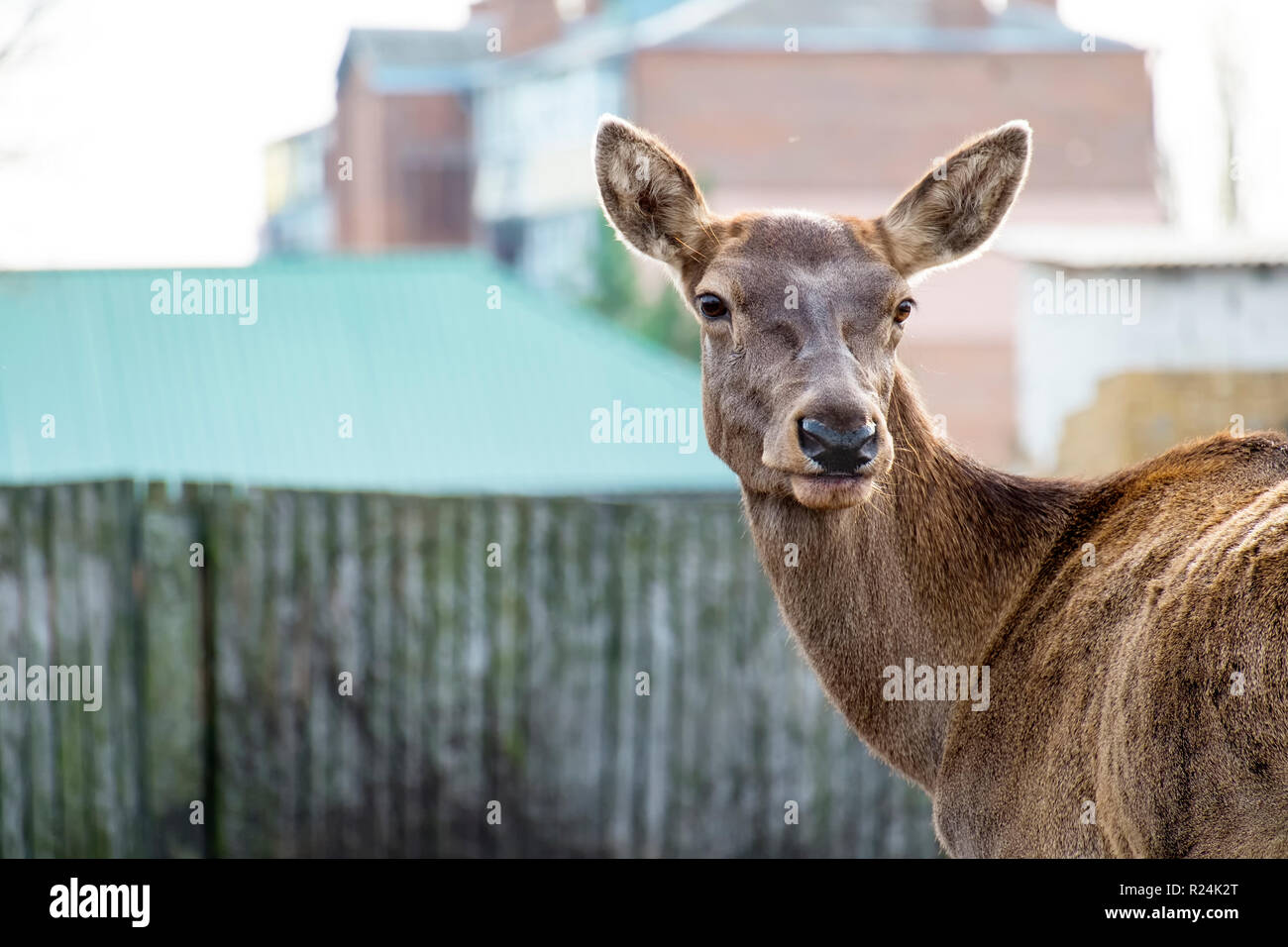 Portrait d'une jeune femme red deer (Cervus elaphus) Banque D'Images