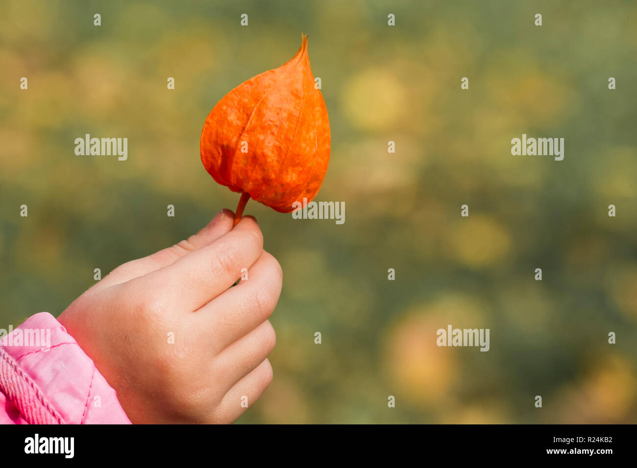 L'orange vif de vessie cherry dans la main de l'enfant (Physalis alkekengi) Banque D'Images