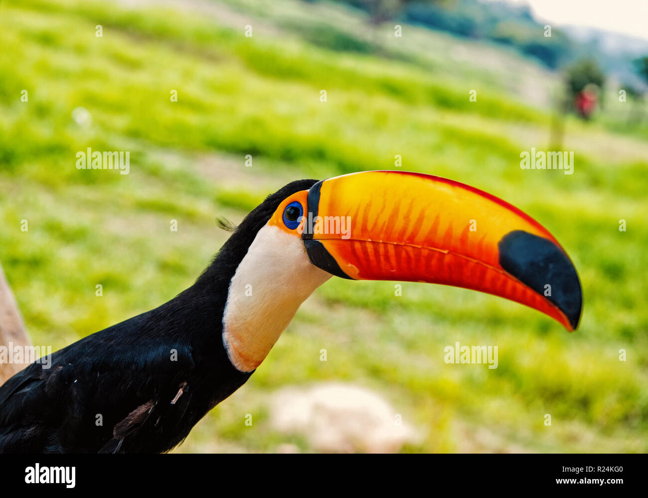 Toco Toucan oiseau au bec grand sur le milieu naturel dans la région de Boca de Valeria, au Brésil. Concept de l'habitat de la faune et de la nature Banque D'Images