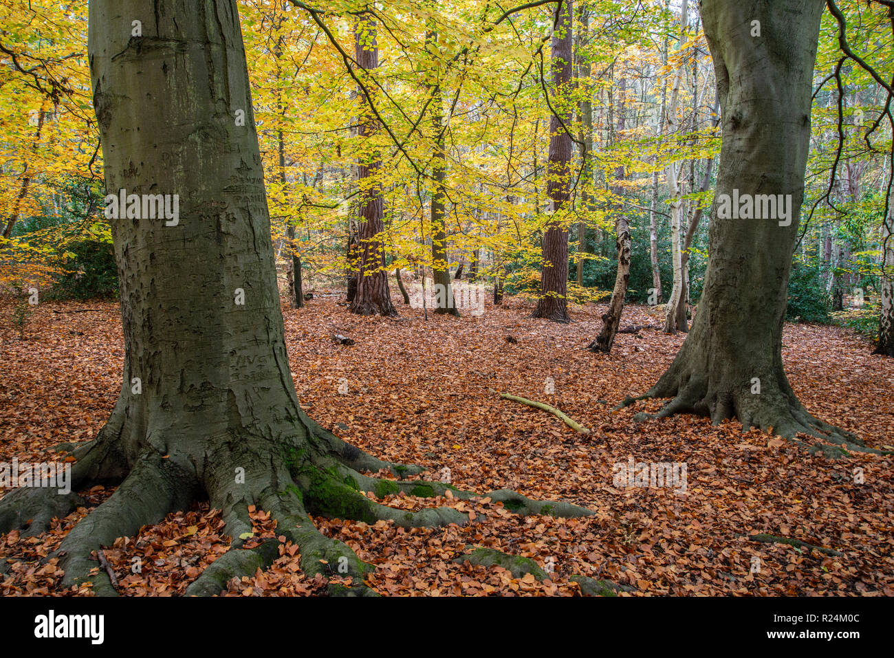 Forêt mixte à l'automne. Surrey, UK. Banque D'Images