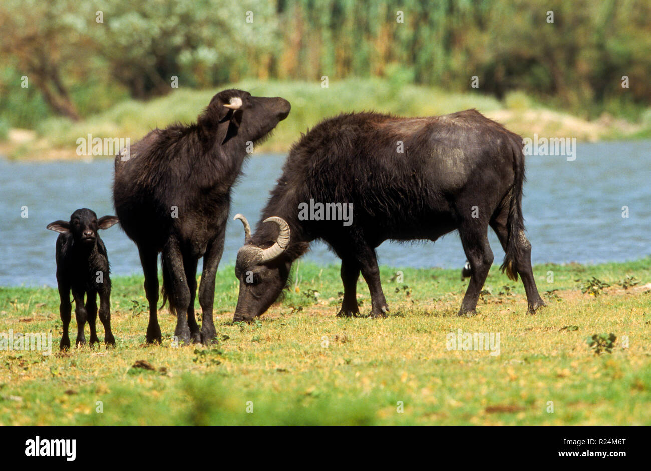 Le buffle d'eau ou domestiques le buffle d'eau (Bubalus bubalis) la mère et son veau Banque D'Images