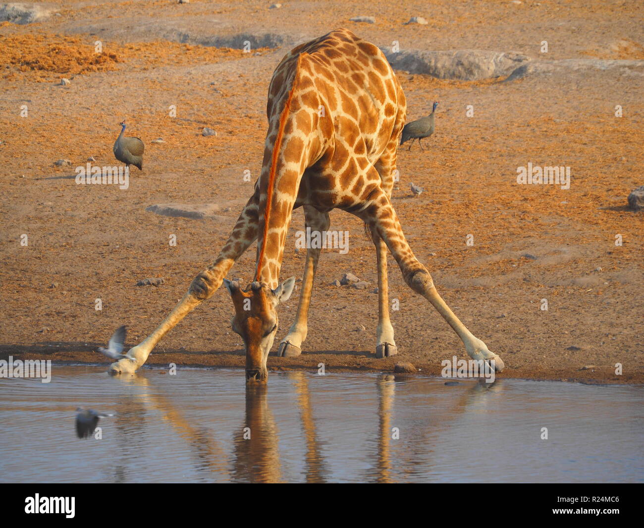 Point d'eau potable à la girafe dans le parc national d'Etosha, Namibie, repéré au cours de l'auto route safari. Banque D'Images