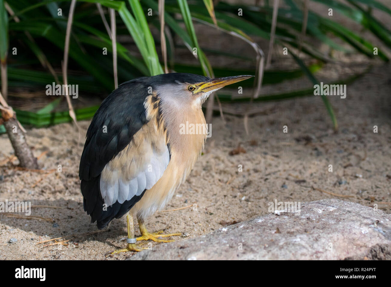 Peu commun Petit Blongios (Ixobrychus minutus / Ardea minuta) Banque D'Images