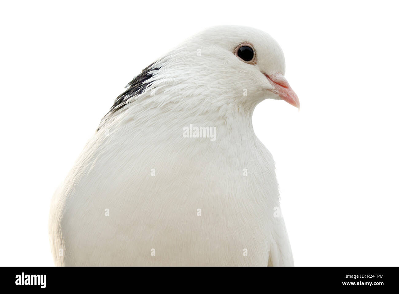 Dove isolé sur fond blanc Banque D'Images