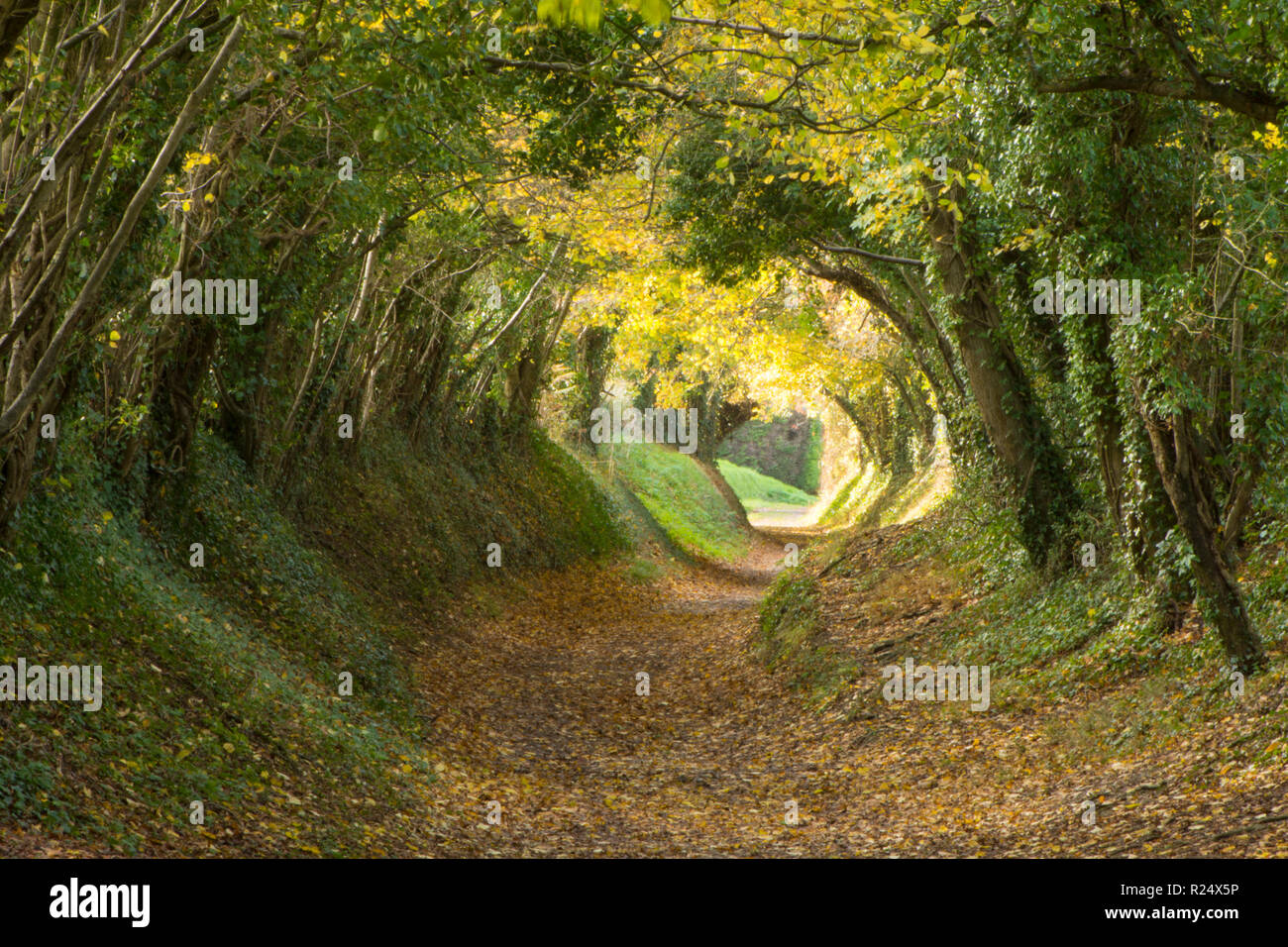 Tunnel d'arbres, avenue, chemin creux, le chemin, l'Halnaker, Sussex, UK. Novembre, le chemin d'accès jusqu'à Halnaker moulin, Automne, automne. Banque D'Images