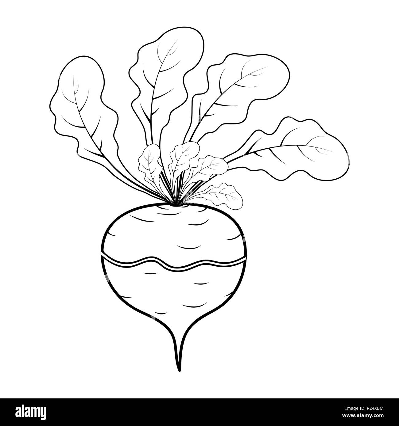 L'icône Contour Design cartoon navet isolé sur fond blanc Illustration de Vecteur