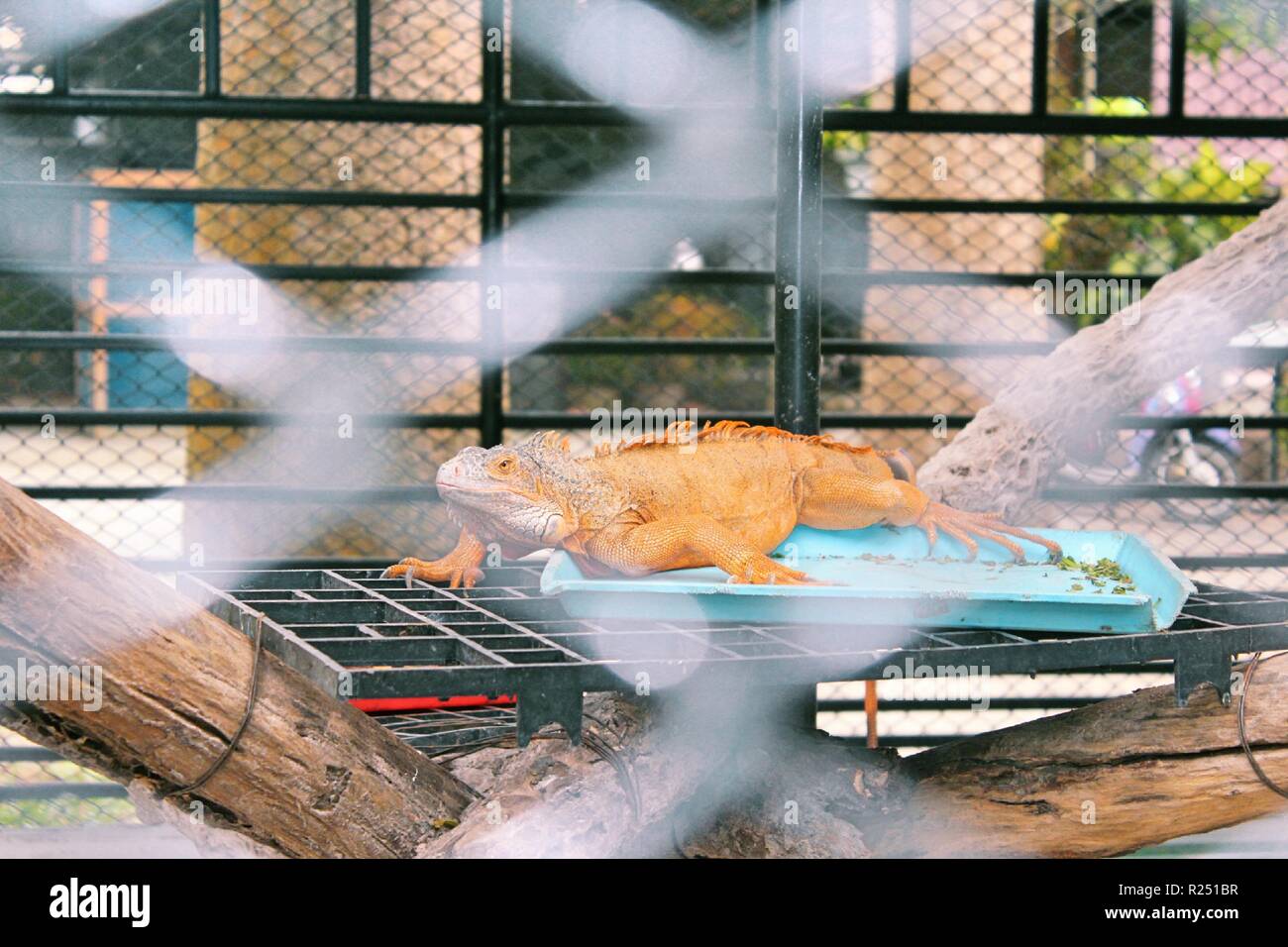 Chonburi, Thaïlande. Nov 8, 2018. L'iguane d'or vu au centre de reproduction.120 espèces, soit 1005 animaux sont pris en charge, à la reproduction des oiseaux d'eau Pra Bang Centre situé dans la province de Chonburi en Thaïlande, après avoir été confisqué par les commerçants illégaux dans les aéroports, le centre est rapidement devenu l'accueil jusqu'à 68  % de la faune illégale, un nombre qui dépasse celle des oiseaux. Credit : Sharon Tshipa SOPA/Images/ZUMA/Alamy Fil Live News Banque D'Images