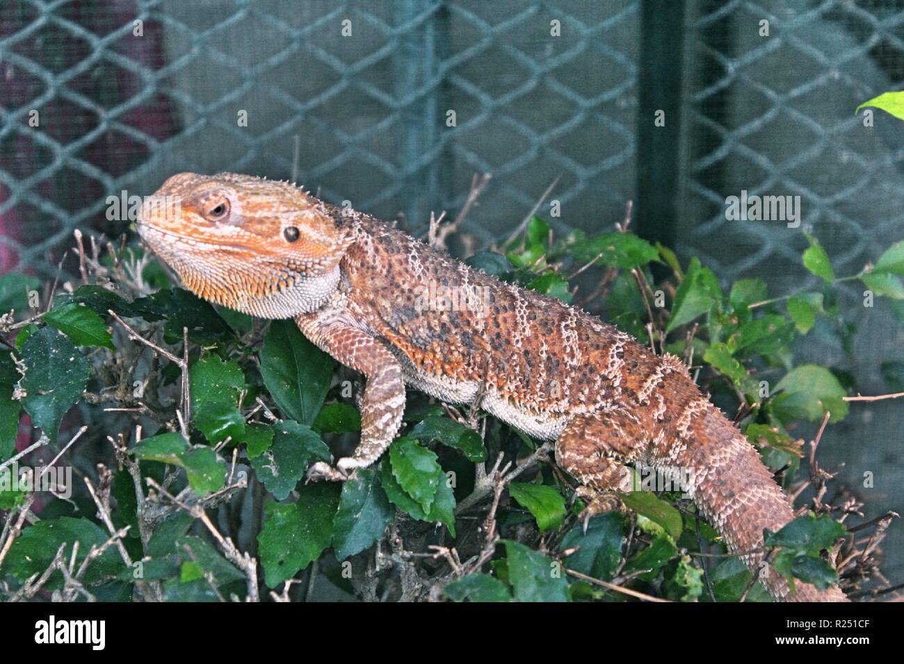 Chonburi, Thaïlande. Nov 8, 2018. Le dragon barbu vu au centre de reproduction.120 espèces, soit 1005 animaux sont pris en charge, à la reproduction des oiseaux d'eau Pra Bang Centre situé dans la province de Chonburi en Thaïlande, après avoir été confisqué par les commerçants illégaux dans les aéroports, le centre est rapidement devenu l'accueil jusqu'à 68  % de la faune illégale, un nombre qui dépasse celle des oiseaux. Credit : Sharon Tshipa SOPA/Images/ZUMA/Alamy Fil Live News Banque D'Images