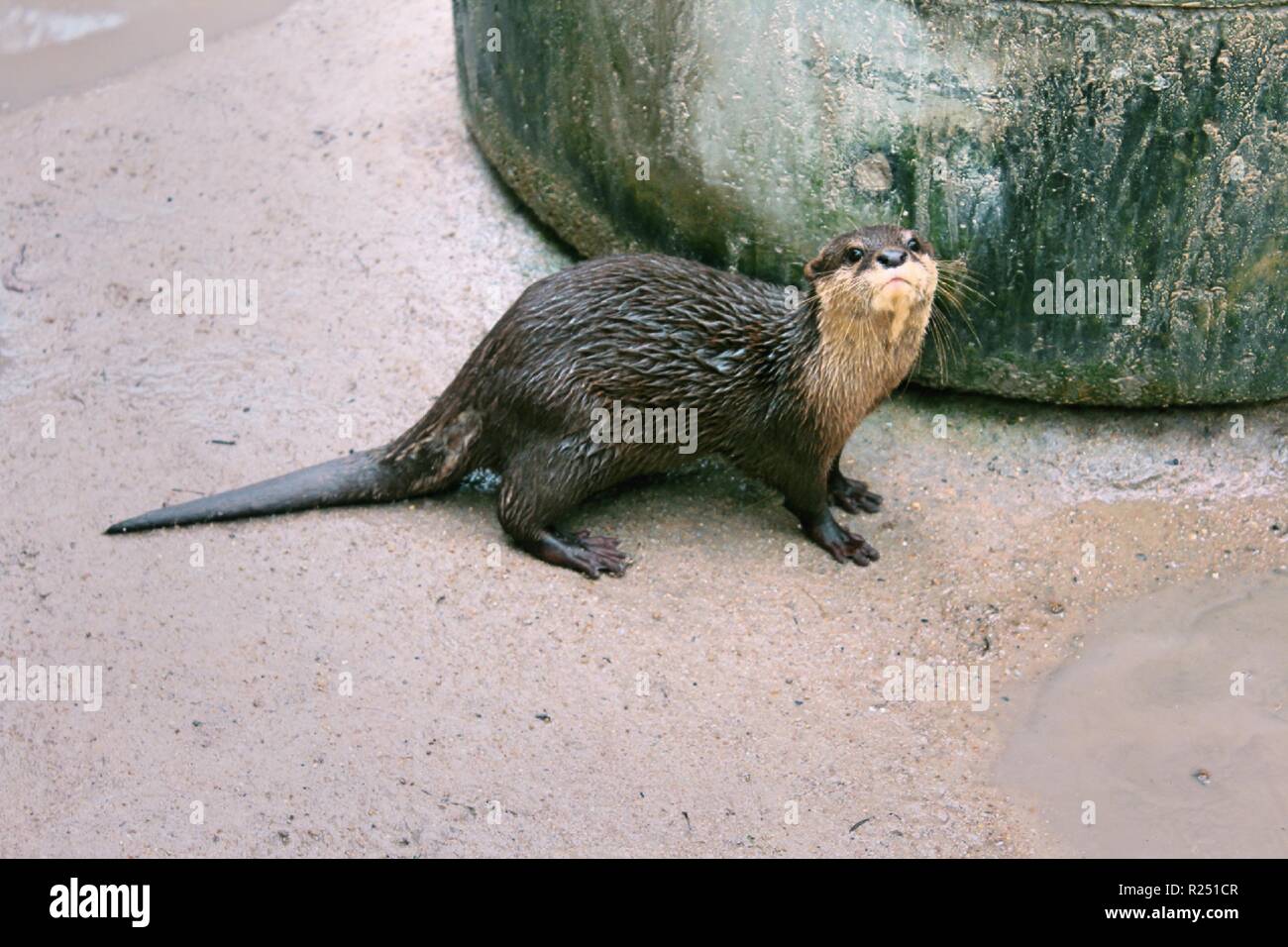 Chonburi, Thaïlande. Nov 8, 2018. La petite loutre asiatique griffes vu au centre de reproduction.120 espèces, soit 1005 animaux sont pris en charge, à la reproduction des oiseaux d'eau Pra Bang Centre situé dans la province de Chonburi en Thaïlande, après avoir été confisqué par les commerçants illégaux dans les aéroports, le centre est rapidement devenu l'accueil jusqu'à 68  % de la faune illégale, un nombre qui dépasse celle des oiseaux. Credit : Sharon Tshipa SOPA/Images/ZUMA/Alamy Fil Live News Banque D'Images
