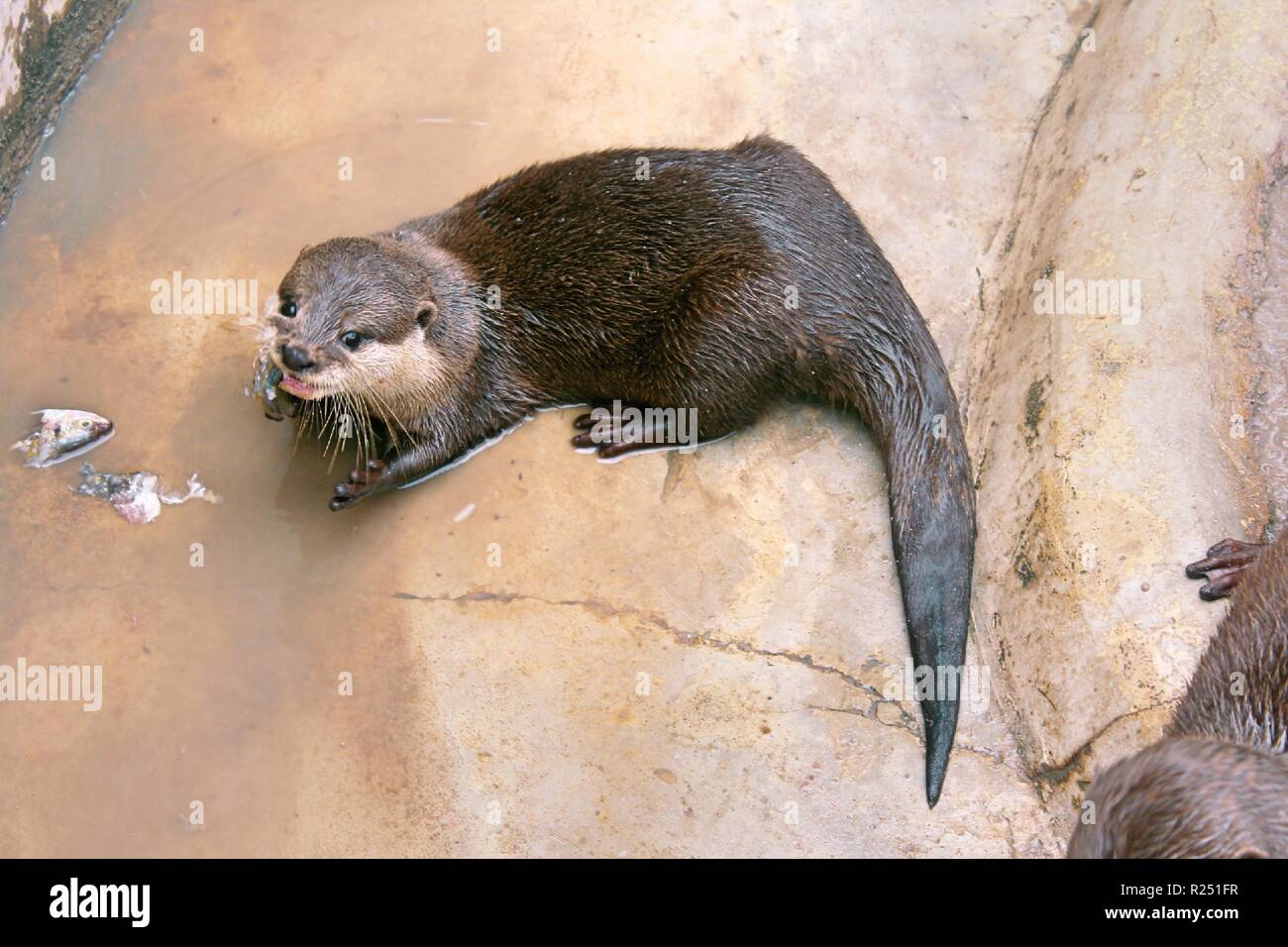 Chonburi, Thaïlande. Nov 8, 2018. La petite loutre asiatique griffes vu au centre de reproduction.120 espèces, soit 1005 animaux sont pris en charge, à la reproduction des oiseaux d'eau Pra Bang Centre situé dans la province de Chonburi en Thaïlande, après avoir été confisqué par les commerçants illégaux dans les aéroports, le centre est rapidement devenu l'accueil jusqu'à 68  % de la faune illégale, un nombre qui dépasse celle des oiseaux. Credit : Sharon Tshipa SOPA/Images/ZUMA/Alamy Fil Live News Banque D'Images