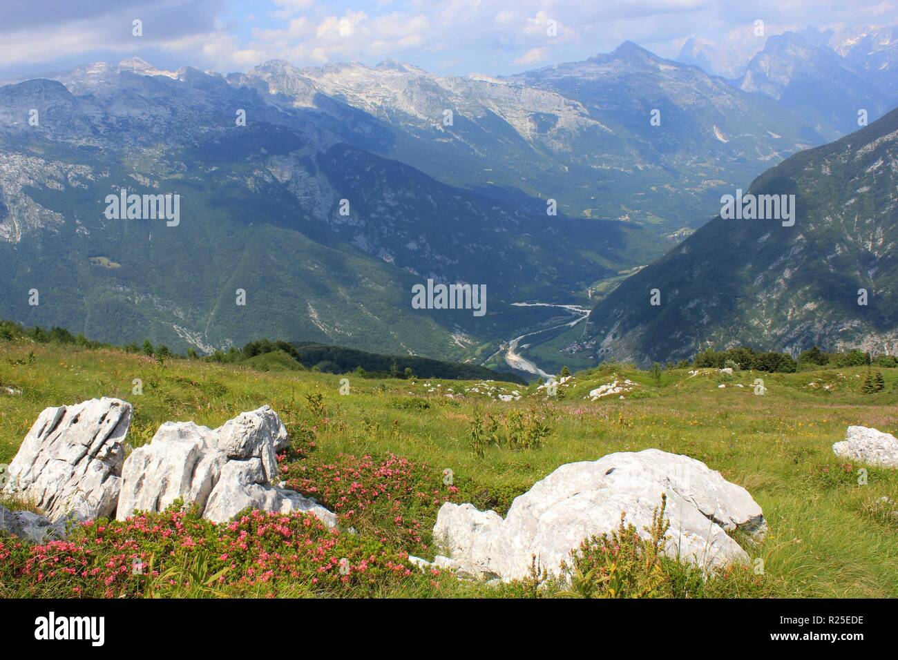 Paysage alpin avec de grandes fleurs de laurier (rhododendron), vallée de Soca et sentier de randonnée Juliana en arrière-plan, mont Kobariski Stol, Slovénie, UE Banque D'Images