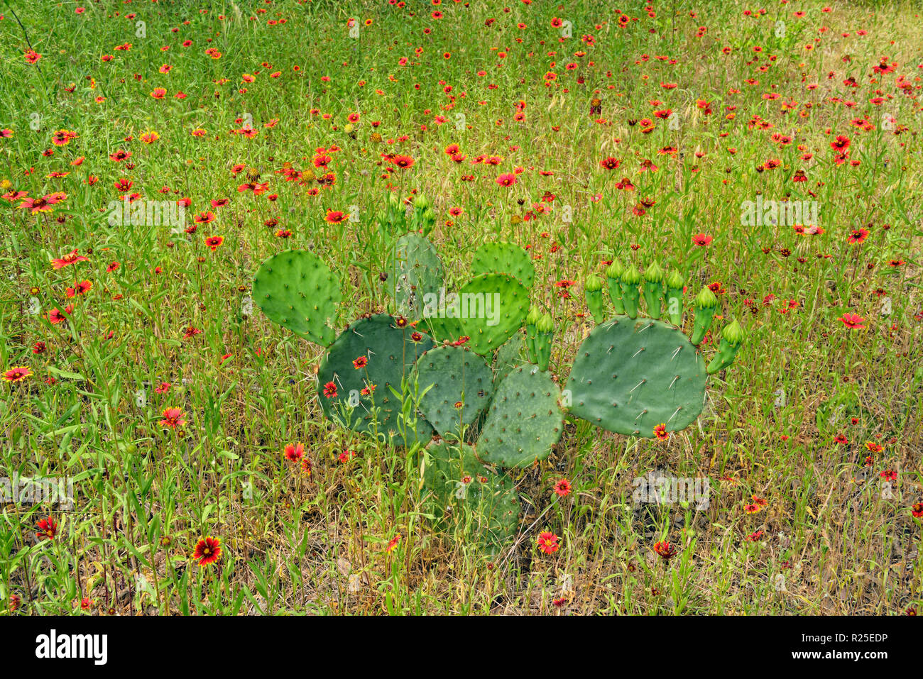 Couverture indienne/firewheel fleurs et prickly pear cactus-Turquie, LCRA Bend, Texas, USA Banque D'Images