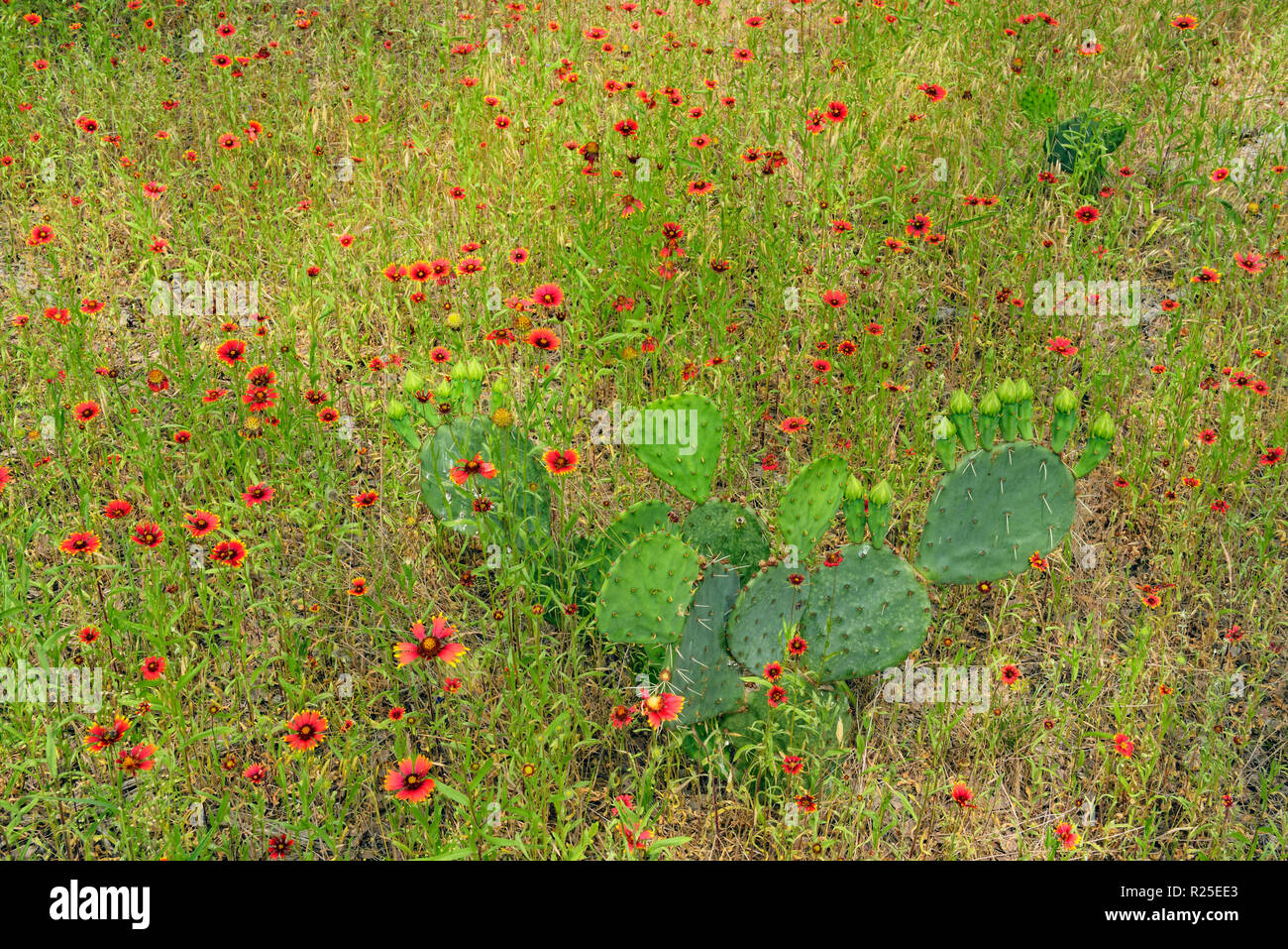 Couverture indienne et Fleur de cactus, la Turquie Bend LCRA, Texas, États-Unis Banque D'Images