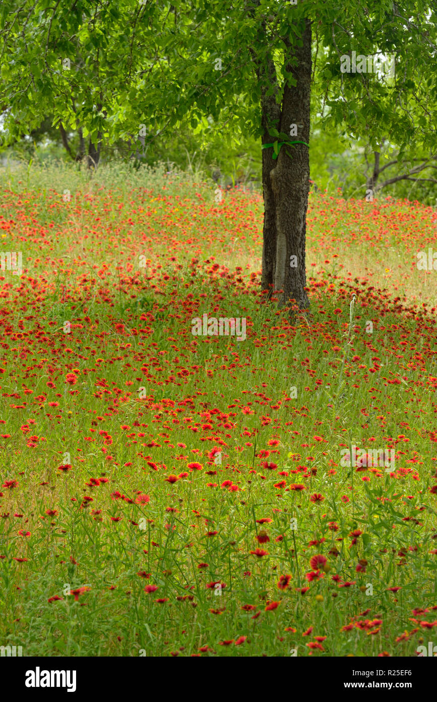 Couverture indienne/firewheel fleurs et arbres mesquite, Turquie Bend LCRA, Texas, États-Unis Banque D'Images