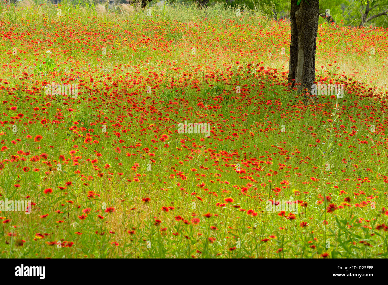 Couverture indienne/firewheel fleurs et arbres mesquite, Turquie Bend LCRA, Texas, États-Unis Banque D'Images