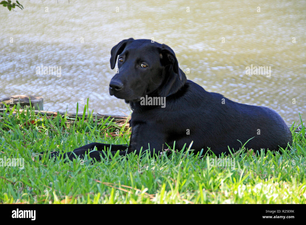 Beau labrador noir pose dans l'herbe par l'eau Banque D'Images