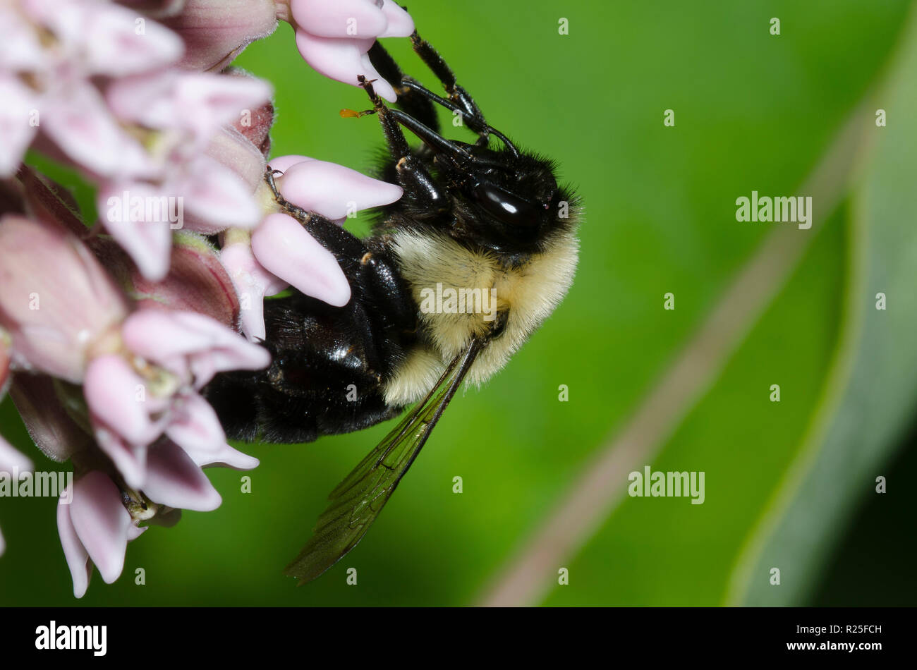 L'Est commune, bourdon Bombus impatiens, sur l'asclépiade commune, Asclepias syriaca Banque D'Images