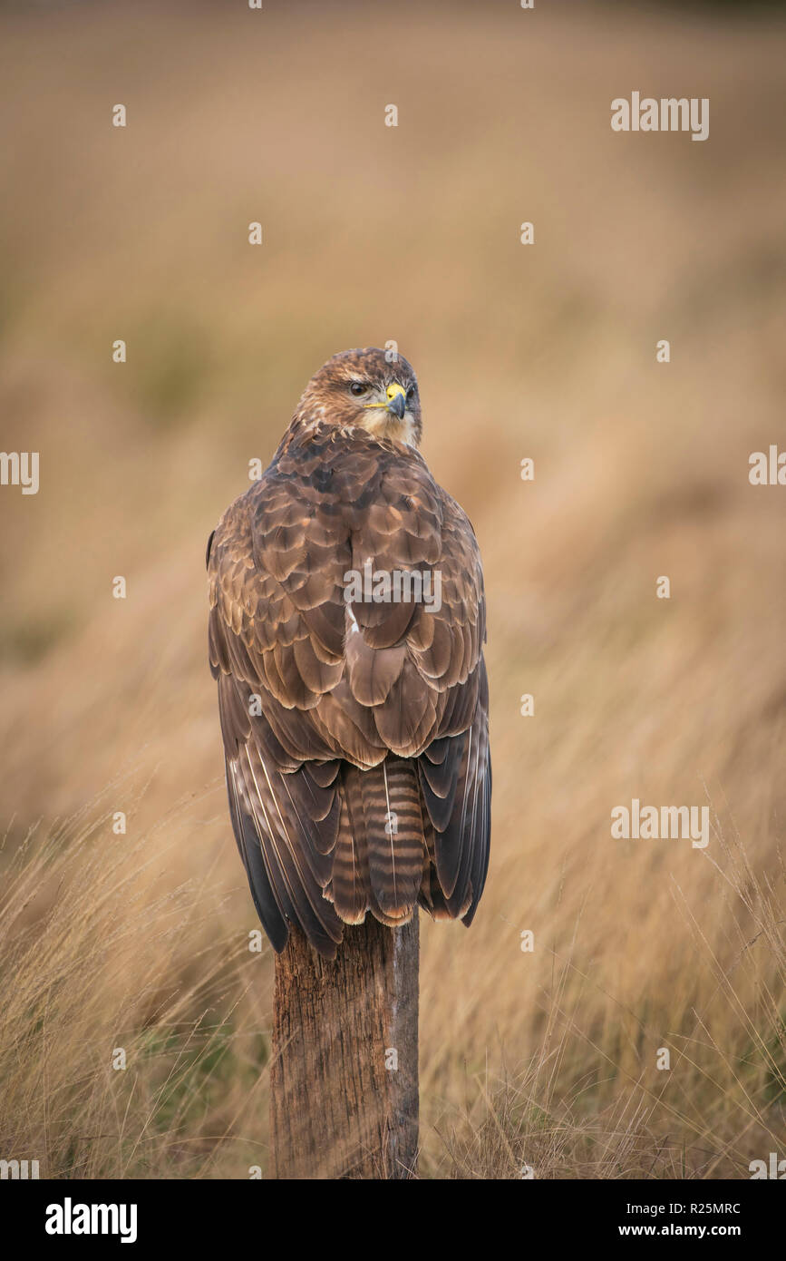 Buse variable Buteo buteo ,, se nourrissant de charogne sur un pré couvert dans de l'herbe sèche Banque D'Images