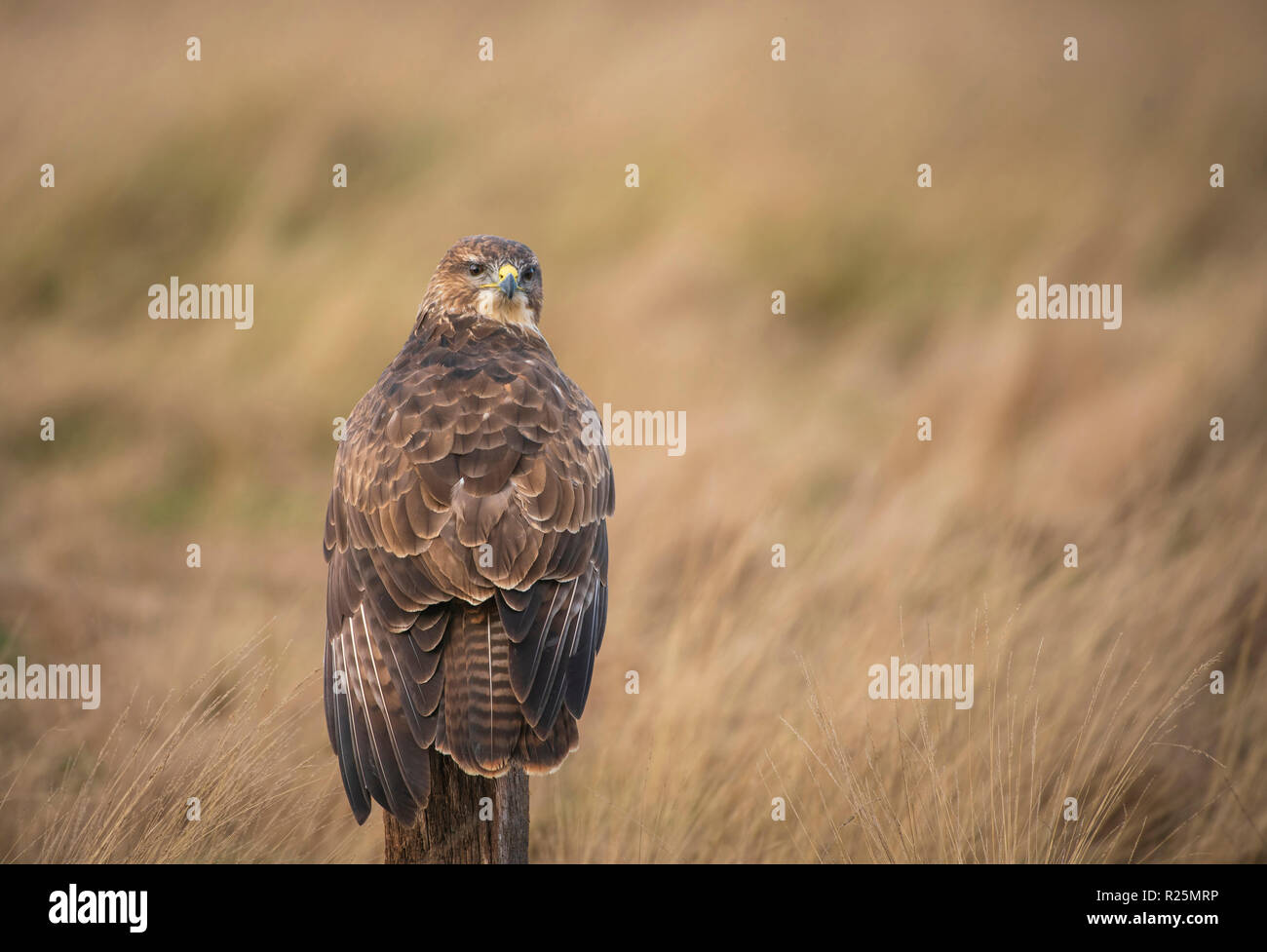 Buse variable Buteo buteo ,, se nourrissant de charogne sur un pré couvert dans de l'herbe sèche Banque D'Images