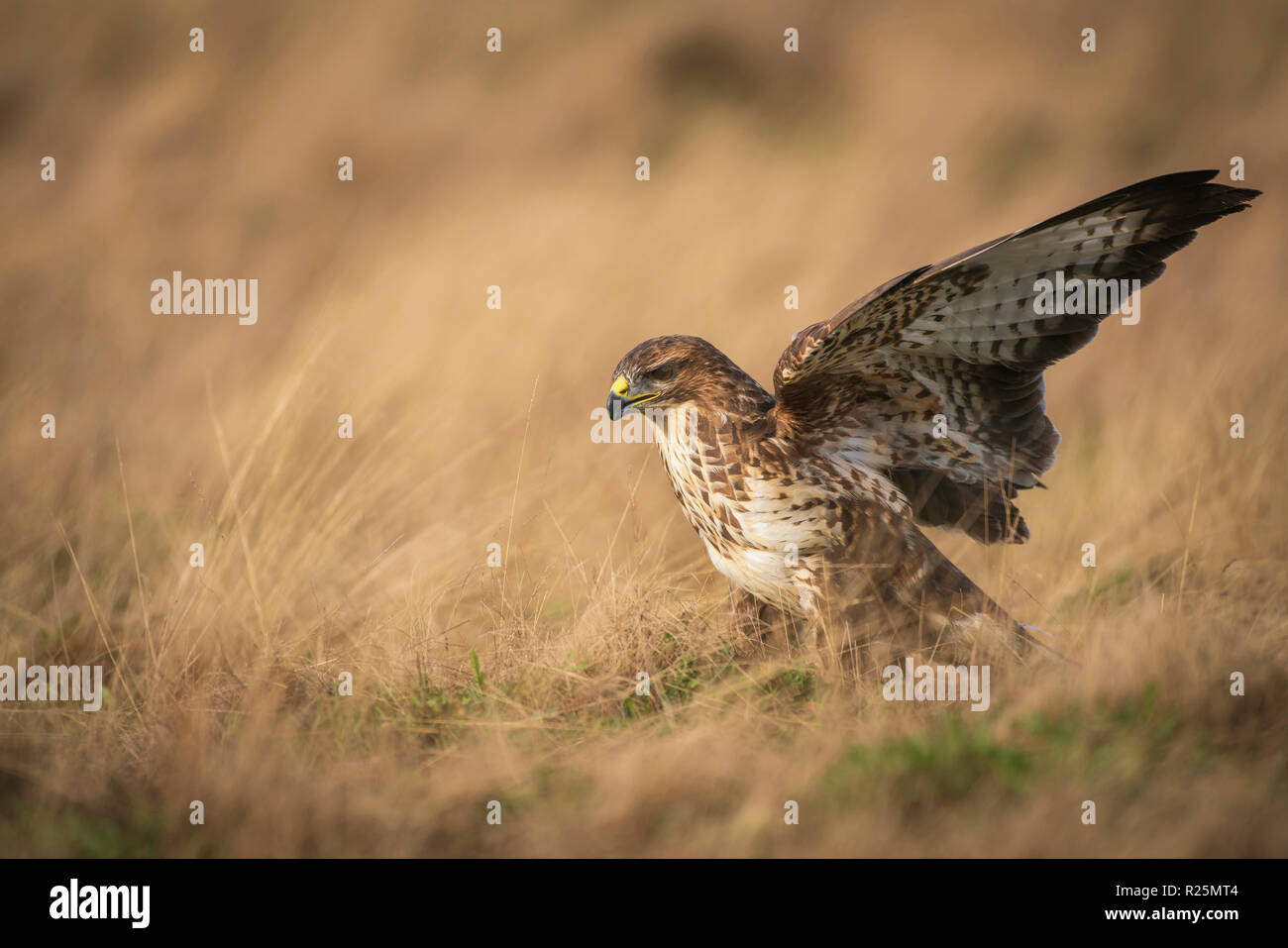 Buse variable Buteo buteo ,, se nourrissant de charogne sur un pré couvert dans de l'herbe sèche Banque D'Images