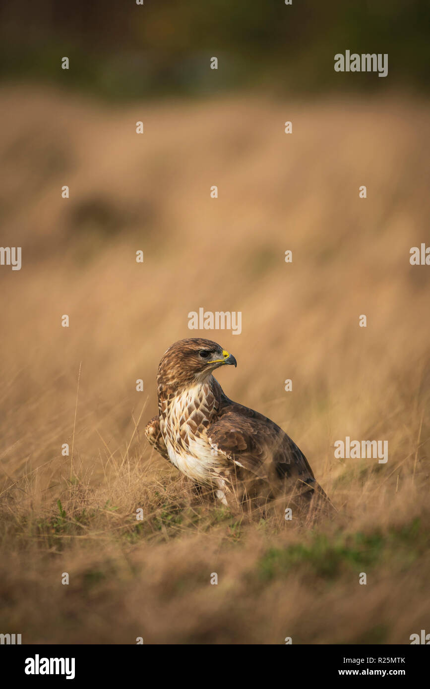 Buse variable Buteo buteo ,, se nourrissant de charogne sur un pré couvert dans de l'herbe sèche Banque D'Images