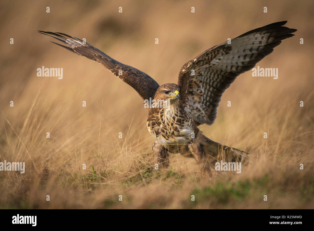 Buse variable Buteo buteo ,, se nourrissant de charogne sur un pré couvert dans de l'herbe sèche Banque D'Images