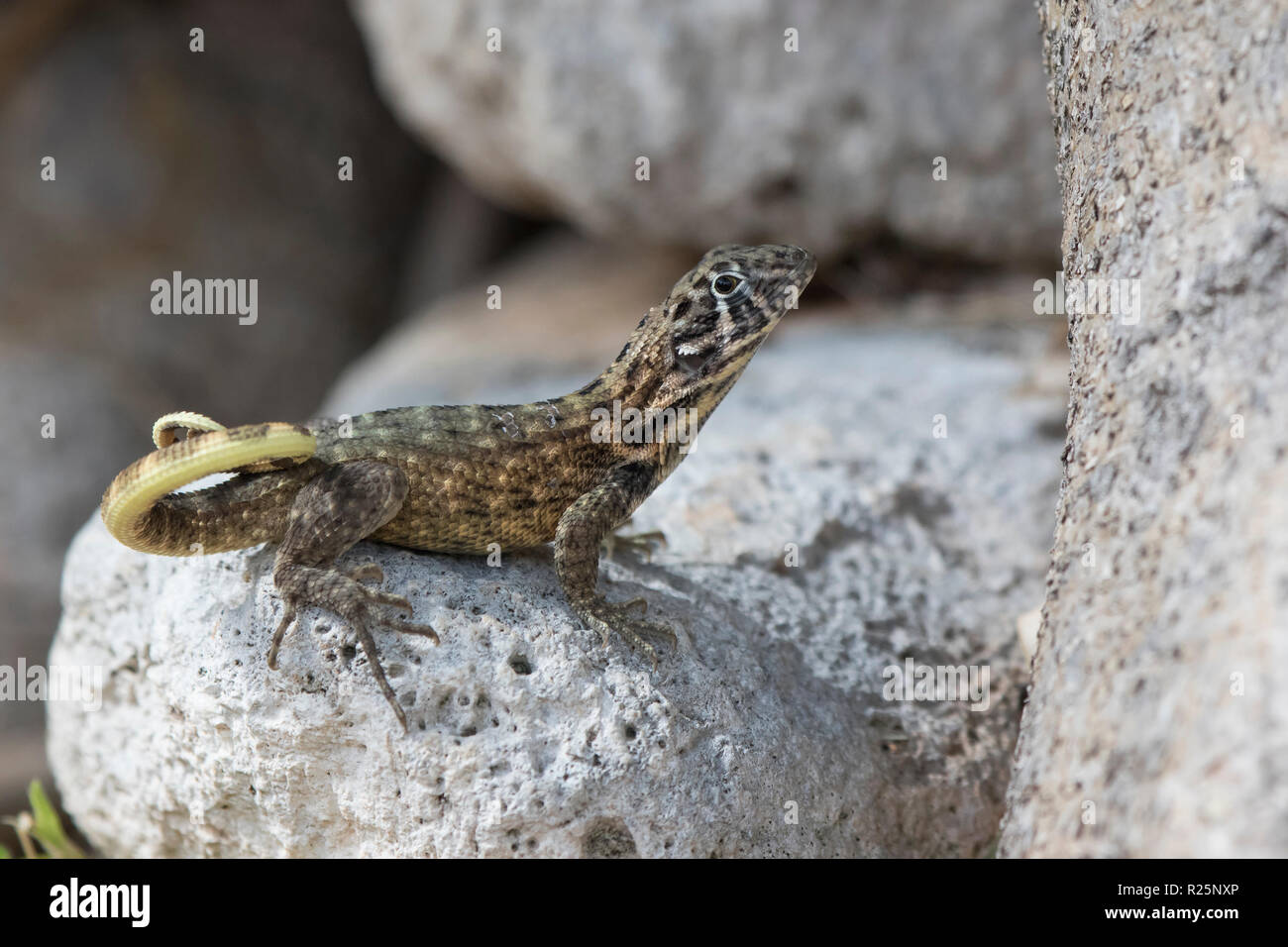 Le lézard curly nord qui se trouve entre les pierres et se tourne vers l'avenir par une belle journée ensoleillée Banque D'Images
