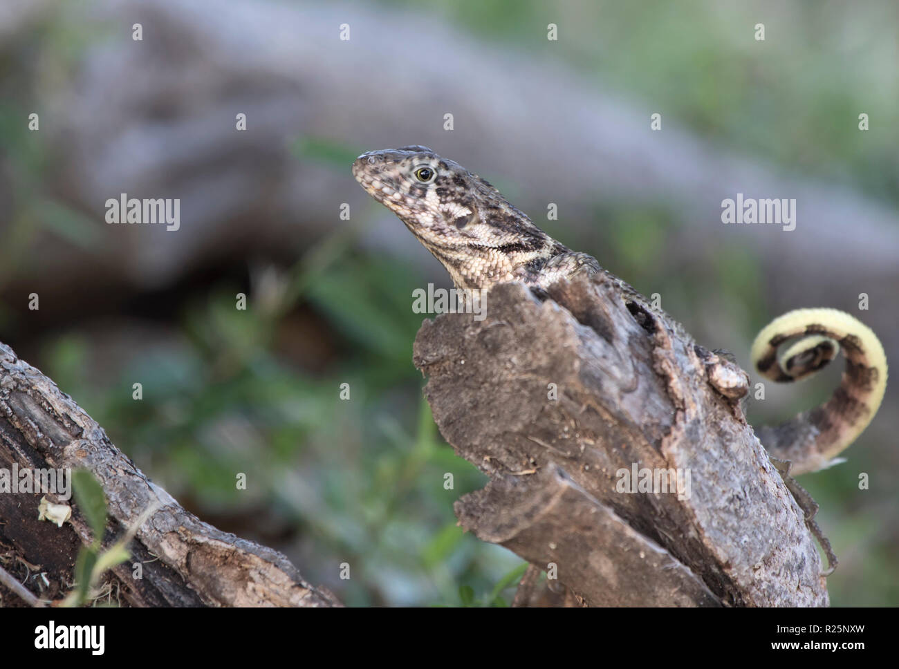 Le lézard curly nord qui est assis sur un tronc d'arbre sec à l'ombre par une belle journée ensoleillée Banque D'Images