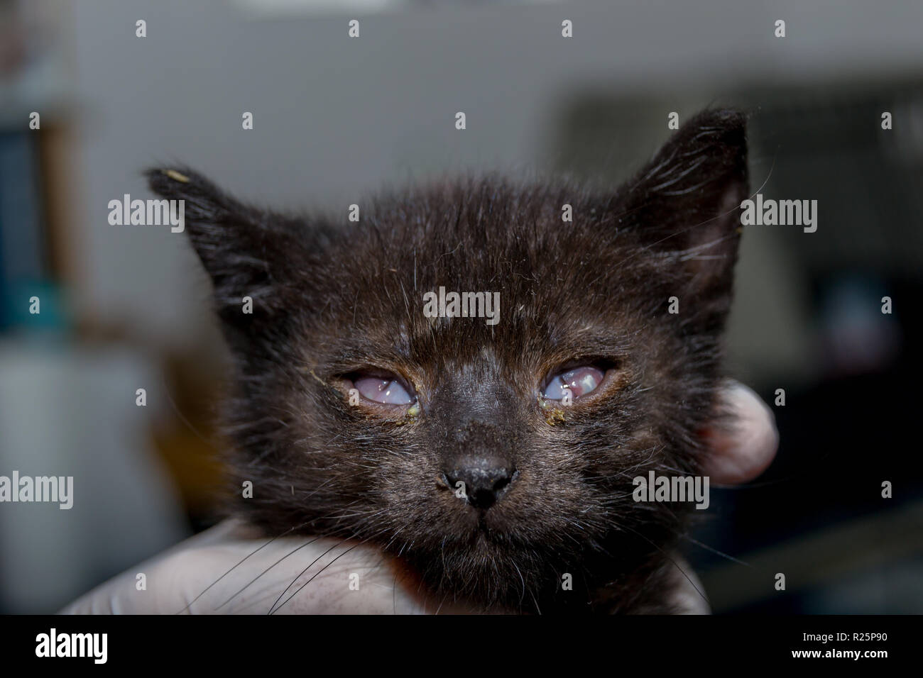 Chaton Avec Une Conjonctivite Et L Ulcere Corneen Apres L Infection Par L Herpes Photo Stock Alamy