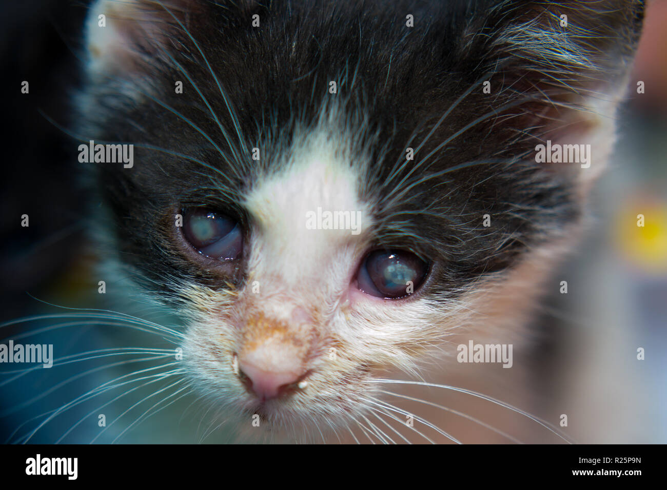 Chaton avec une conjonctivite et l'ulcère cornéen après l'infection par l'herpès Banque D'Images