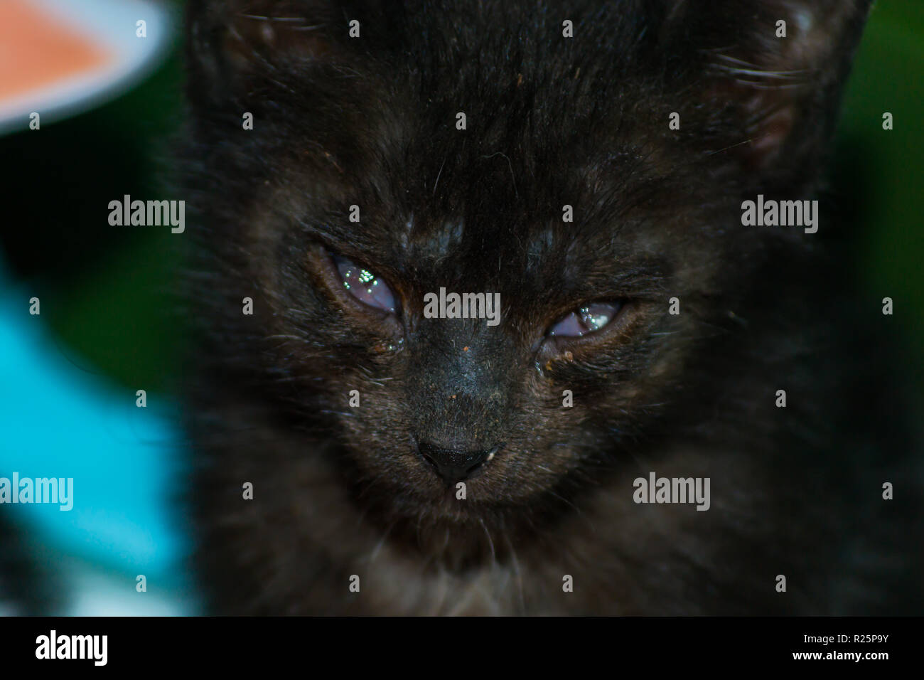 Chaton Avec Une Conjonctivite Et L Ulcere Corneen Apres L Infection Par L Herpes Photo Stock Alamy