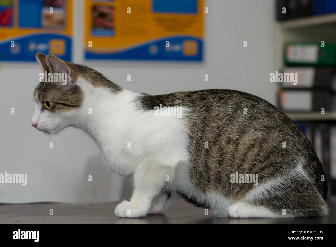 Sur le chat adulte consulter le tableau à la clinique vétérinaire Banque D'Images