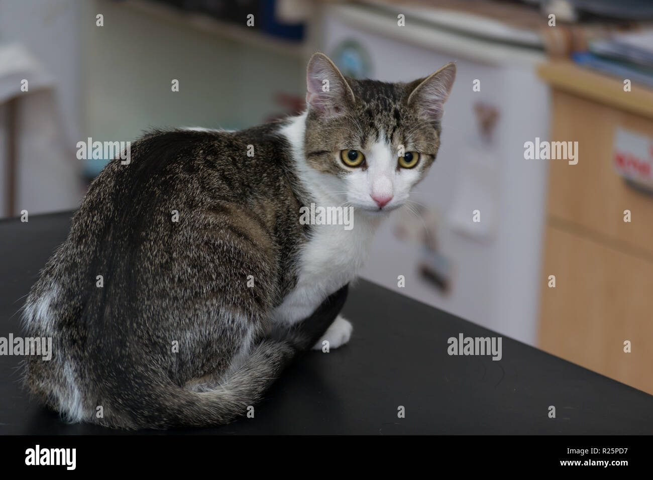 Sur le chat adulte consulter le tableau à la clinique vétérinaire Banque D'Images