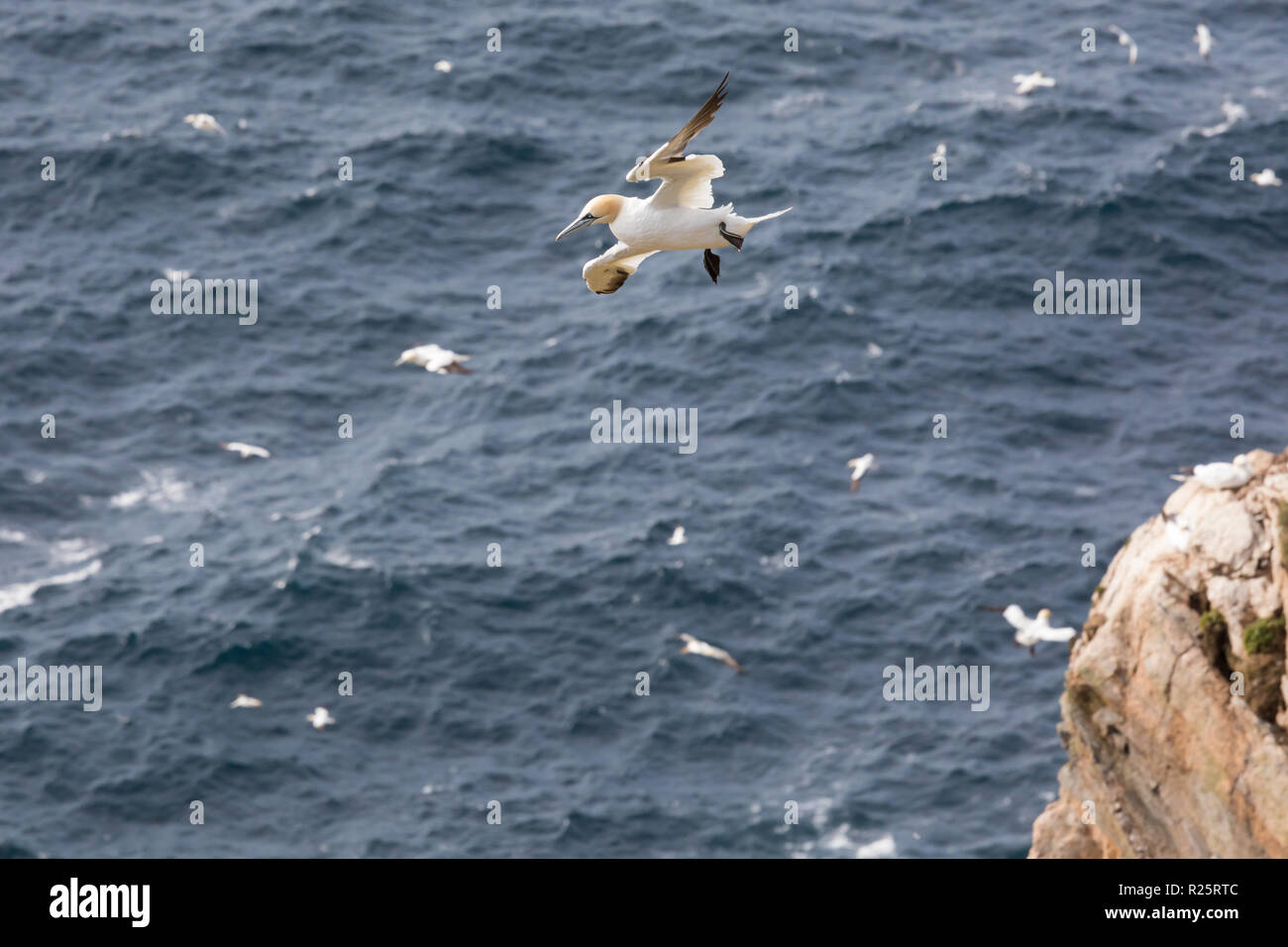 Le Fou de Bassan à Hermaness, Unst Banque D'Images