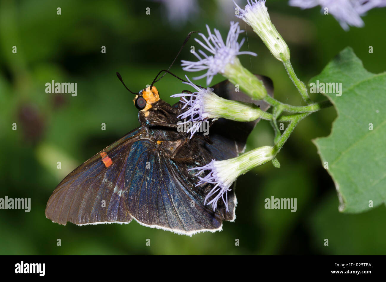 Skipper de goyave, Phocides lilea, sur fleur de brume, Conoclinium sp. Banque D'Images