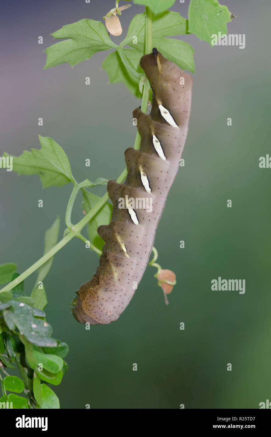 Sphinx de la vigne, Vitis Annexes Références taxinomiques, Caterpillar Banque D'Images